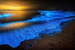 Marvels of Bioluminescence - Illuminating the Secrets of the Deep Ocean