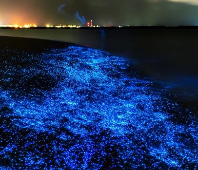 Marvels of Bioluminescence – Illuminating the Secrets of the Deep Ocean