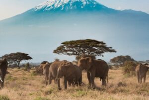 The Path Forward to Saving Endangered Species