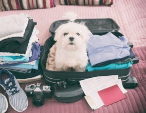 Tips for a Safe and Enjoyable Journey While Traveling with Pets