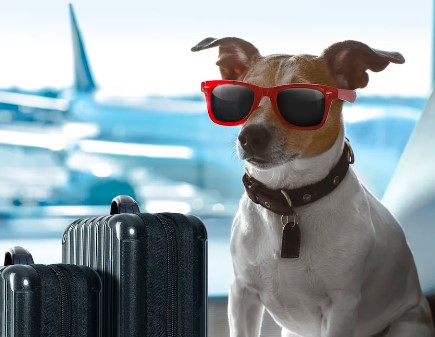 Tips for a Safe and Enjoyable Journey While Traveling with Pets